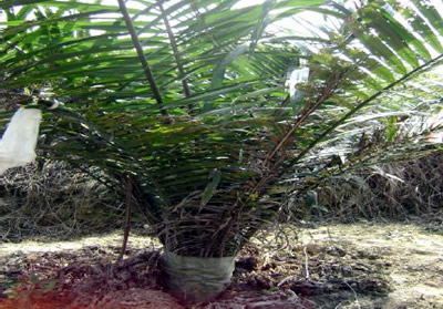 Xavan® 40 will loose by itself due to extended frond