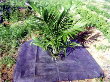 Mulching for immature oil palm