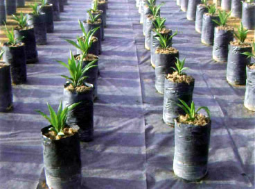 Xavan® 20 as ground cover in the nursery